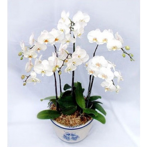 5株白色一品蝴蝶兰